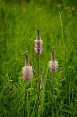 Flowering meadow plants found in Poland.