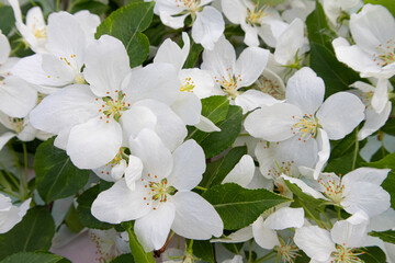 Obraz premium White apple blossoms. Spring season, spring colors. Wallpaper, background.