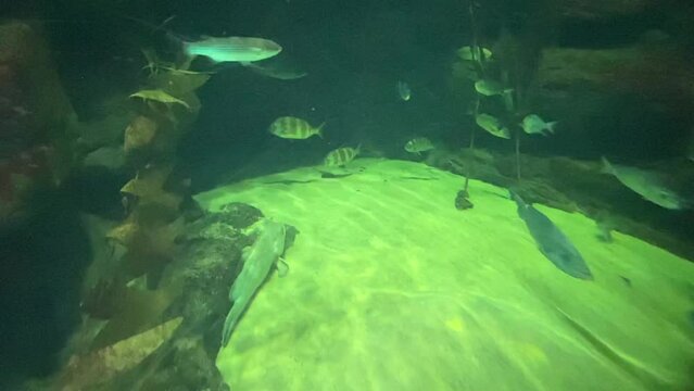 Poissons de mer d&rsquo;un aquarium &agrave; Montpellier, Occitanie