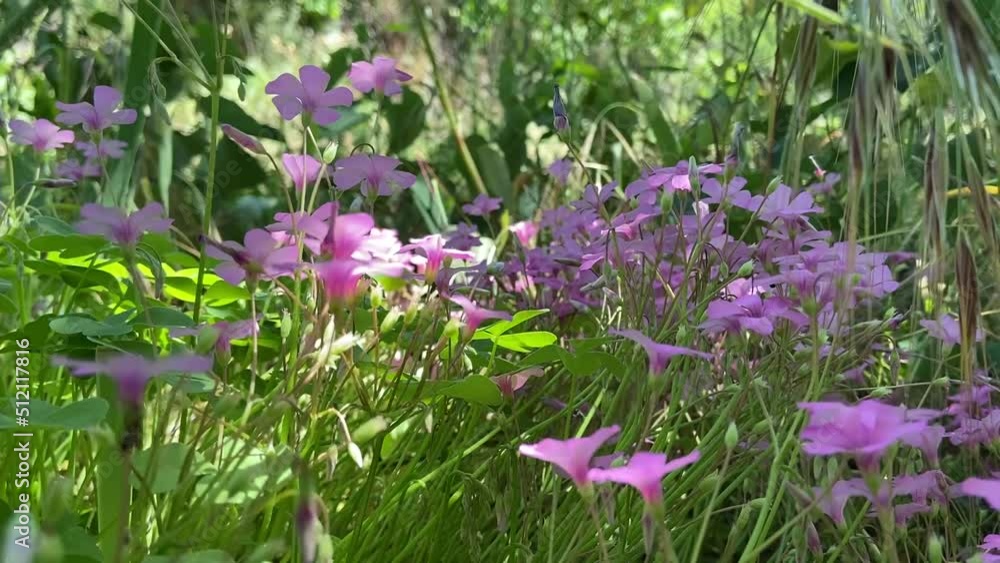 Poster Fleurs sauvages mauves dans les Cévennes, Occitanie