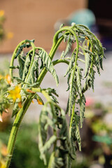 Plant suffering from drought during the heat wave/Plante souffrant de sécheresse durant la canicule
