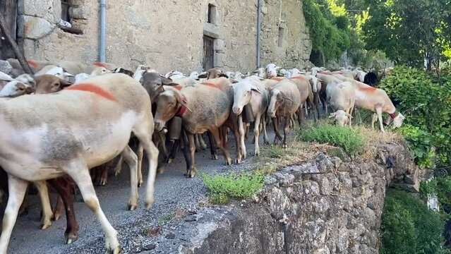 Moutons en transhumance dans un village c&eacute;venol, Occitanie