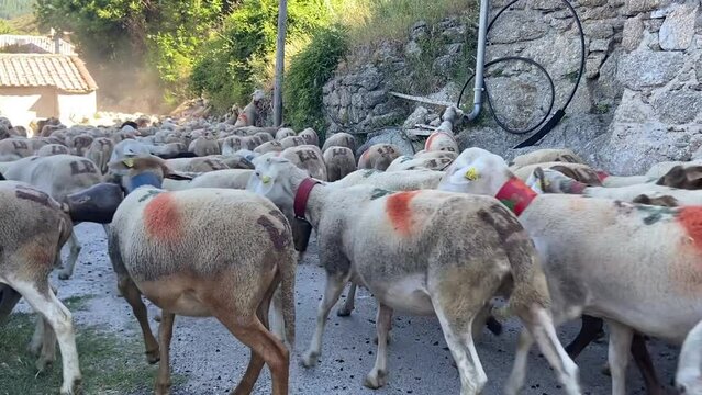Moutons en transhumance dans un village des C&eacute;vennes, Occitanie