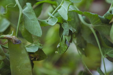 Plant suffering from drought during the heat wave/Plante souffrant de sécheresse durant la canicule