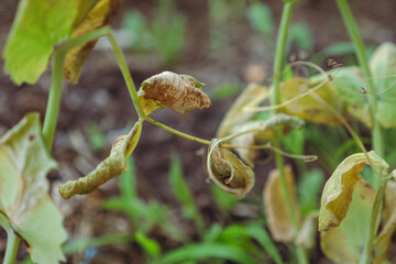 Plant suffering from drought during the heat wave/Plante souffrant de sécheresse durant la canicule
