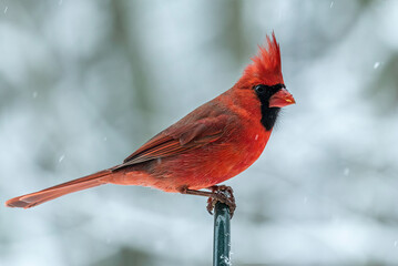 Male Cardinal 