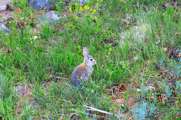 Wild brown gray cottontail rabbit siting in green grass nature photo. Wildlife animal photography. Eco wild life protection concept. Natural background with copy space.