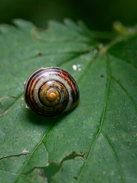 snail on a leaf