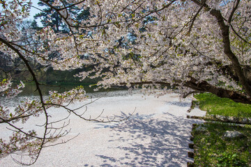 Cherry blossom rafts(Hanaikada) on the pond in Hirosaki Park,Aomori,Tohoku,Japan.