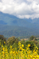 Fields of Crotalaria juncea(sunn hemp) and beautiful sky in Pai,Mae Hong Son,Northern Thailand