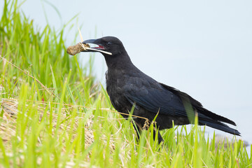 物をくわえる若いカラス