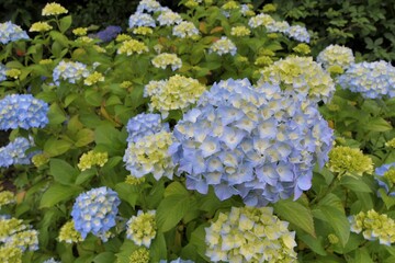 Beautiful hydrangea flowers of Brittany-France