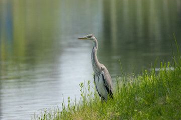 湖面を眺める若きアオサギ