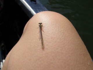 A dragonfly perched on one knee