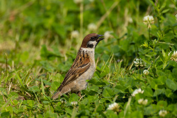 視点を高くして地面の虫を探すスズメ