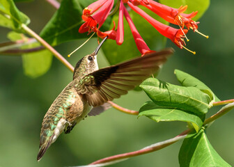 Hummingbird in the honeysuckle. 