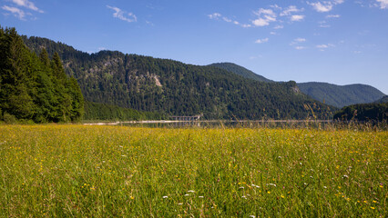 Blumenwiese im Hintergrund See und Berge