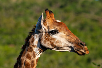 profile of a giraffe