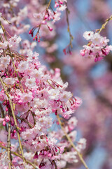 Beautiful pink Shidarezakura(Weeping Cherry blossoms) in Hirosaki Park,Aomori,Tohoku,Japan.