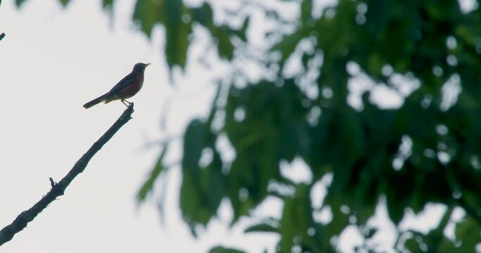 American Robin Perches On A Branch In Silhouette