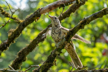 portrait of a beautiful thrush flapping its wings perched on the branch of a tree	