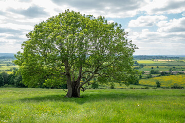 Fototapeta na wymiar beautiful old tree along the Cotswold Way england