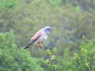 kestrel a bird of prey species belonging to the kestrel group of the falcon family perched on a branch woth a blurred green background
