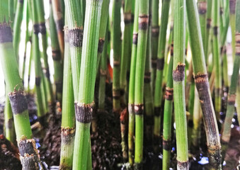 Obraz premium Close up of small bamboo art plant in green color