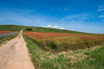 Fototapeta na wymiar Dirt road between two fields of red blooming corn poppies in Rhineland-Palatinate/Germany