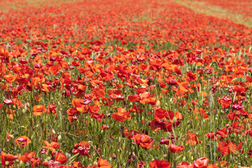 View of a field of bright red blooming corn poppies in Rhineland-Palatinate/Germany