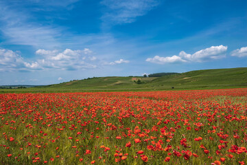 Field of red flowering corn poppies in front of a green vineyard in the background under a blue sky