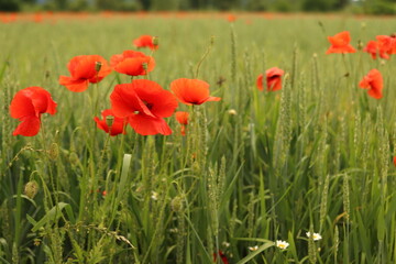Naklejka na ściany i meble field of red poppies