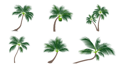 Fototapeta na wymiar Set Of Coconut Palm Trees