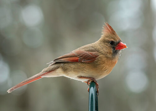 Female Cardinal 