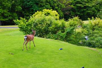 ゴルフ場に生息する野生の小鹿・食事中のニホンジカ（千葉県富津市）