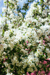 Beautiful blooming apple tree. White flowers
