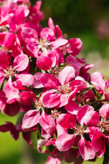 Fototapeta na wymiar Beautiful blooming apple tree. Pink flowers