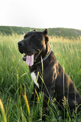 Black purebred Cane Corso dog