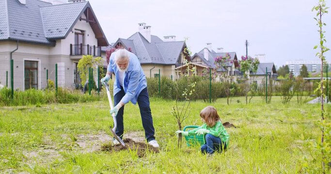 Grandfather with child digging hole in ground for tree to grow. Little Caucasian boy helping senior man in planting trees in garden on spring day. Small grandson and grandpa at village.