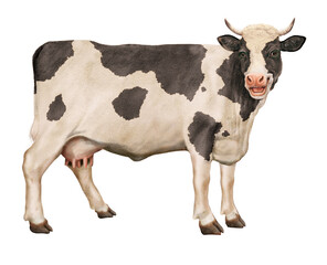 vache à lait, rigolote, qui rit, ferme, animal, blanc, bétail, mollet, taureau, lait, agriculture , gazon, bétail, champ, prairie, isolé, exploitation laitière, vache laitière, mammifère, alpage, natu