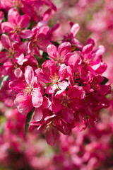 Beautiful blooming apple tree. Pink flowers