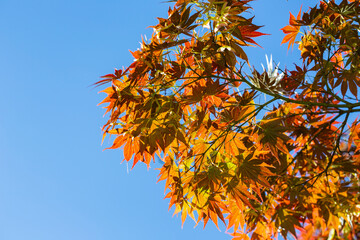 Red maple leaves in autumn season with blue sky blurred background