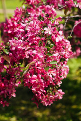 Beautiful blooming apple tree. Pink flowers