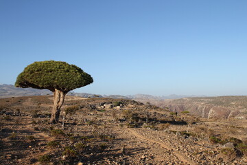 Fototapeta na wymiar Landscape with a dragon blood tree (Dracaena cinnabari), traditional houses, canyon, and mountains in Socotra Island in Yemen. 