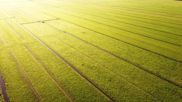 Aerial drone footage of vast green Dutch farmland fields in the countryside, by sunrise.