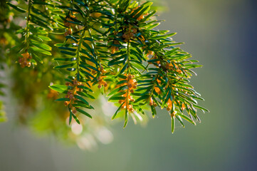 one green branch of a yew tree in the forest
