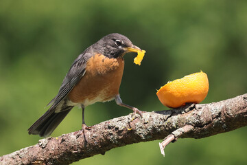 Robin eating orange meant for Baltimore Orioles on bright summer day on branch perch