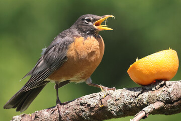 Robin eating orange meant for Baltimore Orioles on bright summer day on branch perch