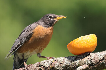 Robin eating orange meant for Baltimore Orioles on bright summer day on branch perch