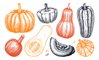 Sketched pumpkin illustrations set in color. Thanksgiving day design elements. Autumn food drawings. Vector vegetables, butternut squash, marrow, pumpkin sketches. Fall Harvest festival collection - obrazy, fototapety, plakaty